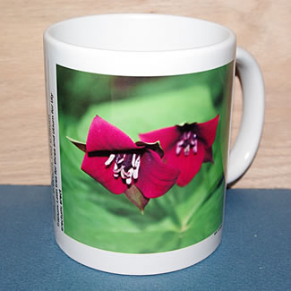 mug DS-077 6706.jpg